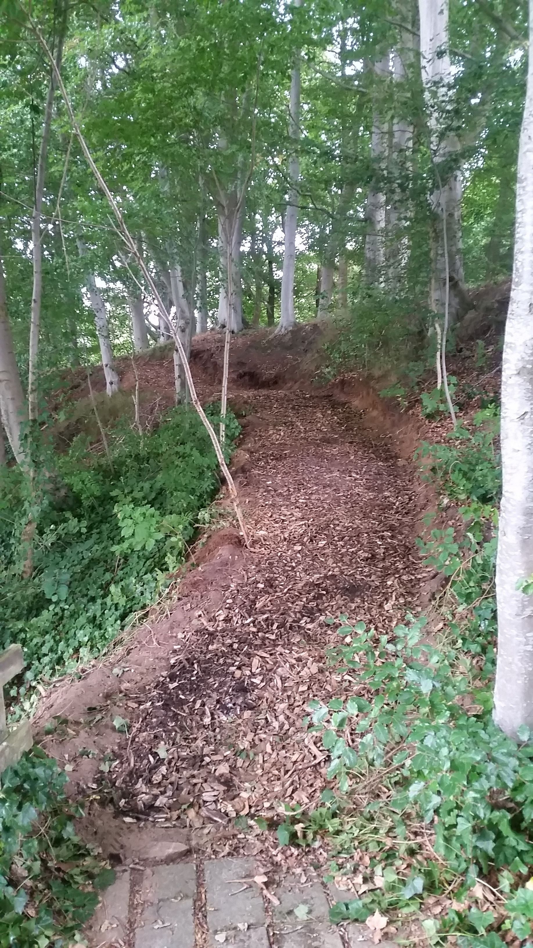 A forested area with a dirt path covered in leaves.