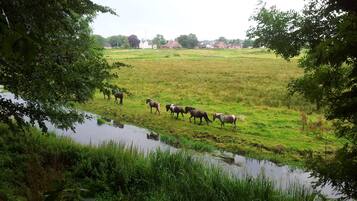 Paisaje rural con un grupo de caballos pastando cerca de una masa de agua, rodeado de vegetación y casas a lo lejos.