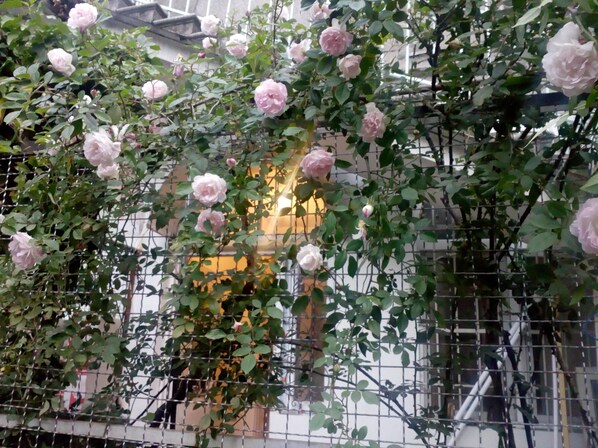 Exterior detail - Art House Petunia - your gateway to Old Tbilisi! (Tbilisi)