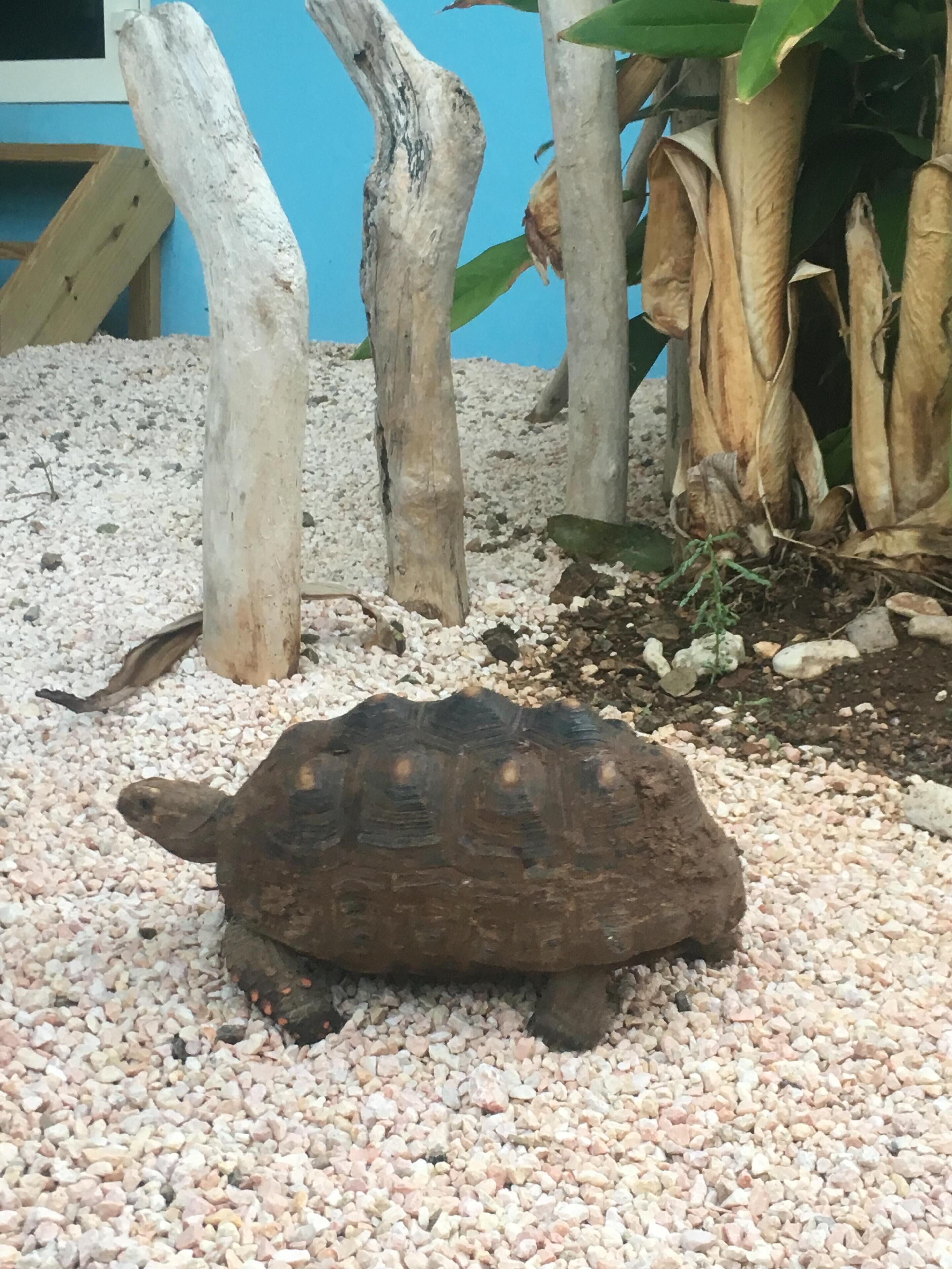 A tortoise on a gravel surface with wooden structures and a blue wall in the background.