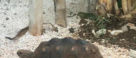 A tortoise on a gravel surface with wooden structures and a blue wall in the background.