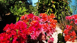 A garden with vibrant pink flowers, green foliage, and a blue building structure. - 'Boutique' studio 'Dushi Bida' (Willemstad)
