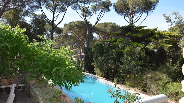 Une piscine entourée d’une végétation luxuriante et d’arbres.