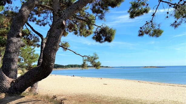 Una playa con un árbol grande al frente y una vista despejada del mar.