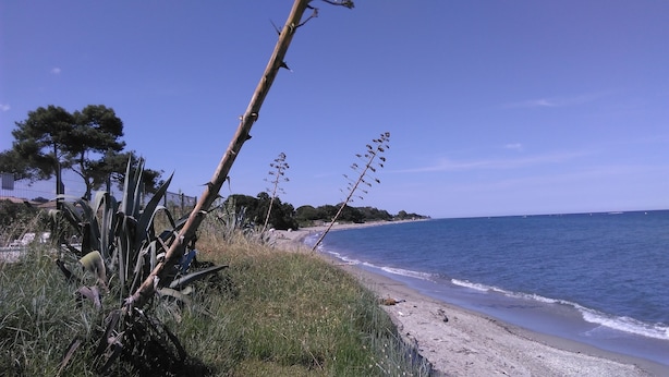 A coastal landscape with a sandy beach, dense vegetation, and a clear blue sky. - Santa Lucia, Unit 357 (Santa-Lucia-Di-Moriani)