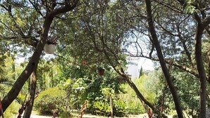 A garden pathway surrounded by trees and various plants. - Studio & large garden 200m Calvi beach (Calvi)