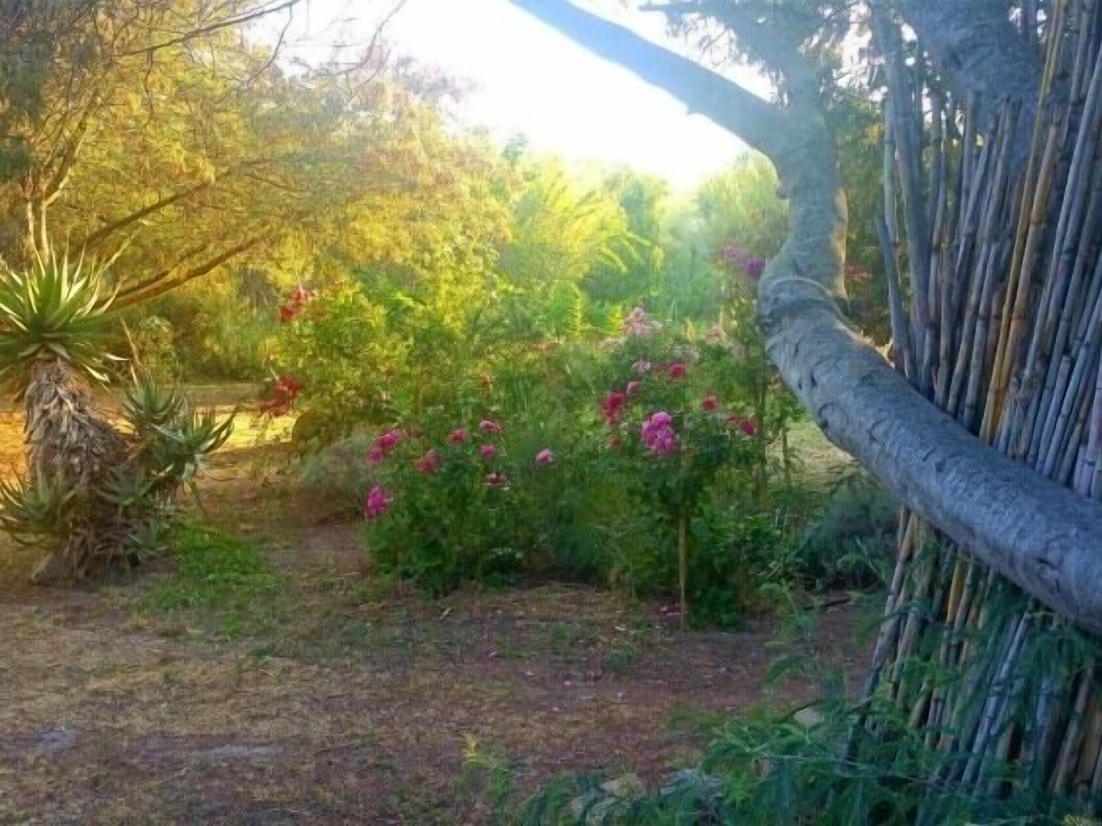A garden with various plants and a tree.