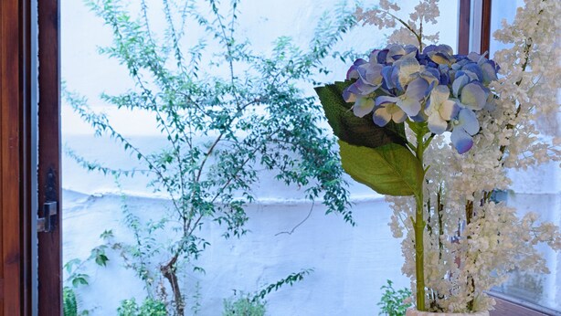 Comedor con mesa, sillas y una planta en maceta con flores blancas y azules.