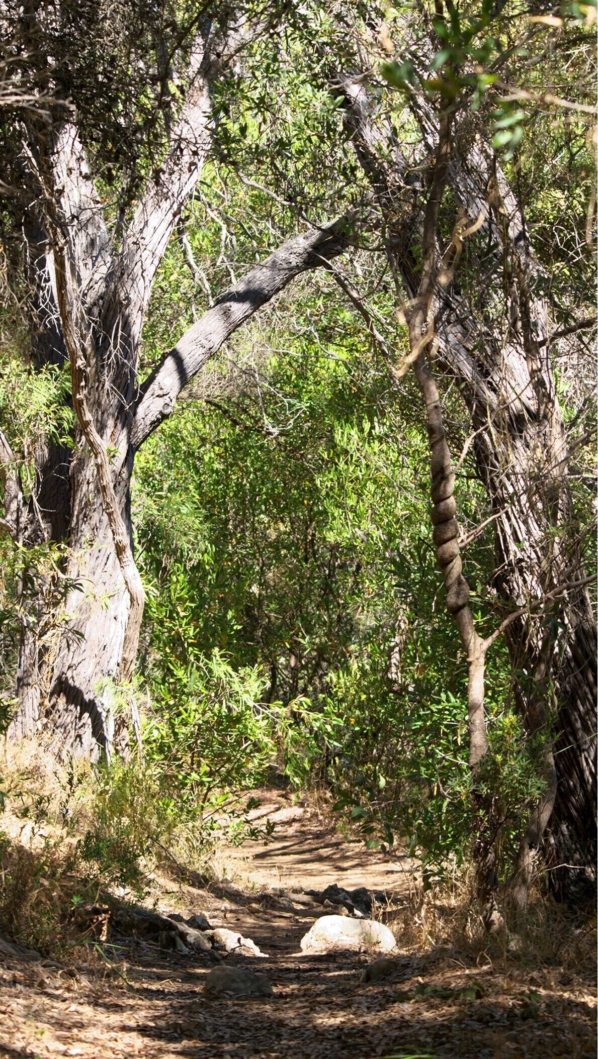 Un sendero arbolado con una formación rocosa en arco.