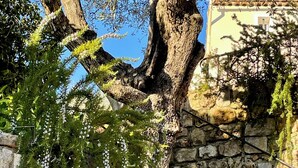 Niet-geclassificeerde afbeelding, 4 van 36, knop
