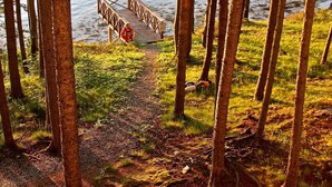 Metsäinen alue, jonka yhteydessä on puinen laituri, joka ulottuu vesistöön.