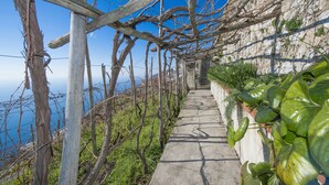 Un sendero con superficie de hormigón, rodeado de follaje y un muro de piedra.