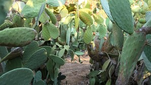 A cactus garden with a dirt path. - Bed & Breakfast Baglio Fanara # 2 (Suite) (San Vito lo Capo)