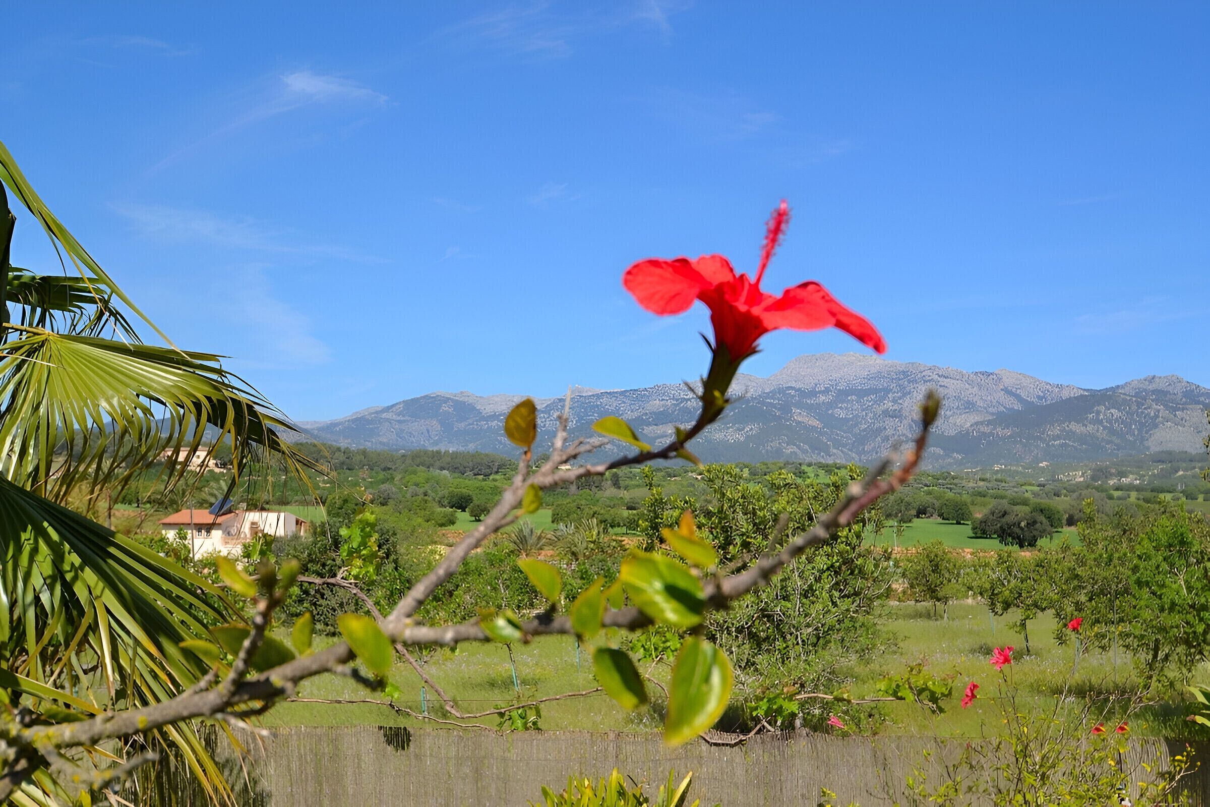 A red flower in the foreground with a mountainous landscape in the background.