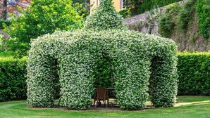 A garden with a topiary shaped like an elephant, surrounded by lush greenery and a bench. - Casa Matteucci     . (Capannori)