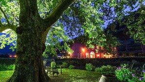 A large tree in a well-maintained garden with a building in the background. - Casa Matteucci     . (Capannori)