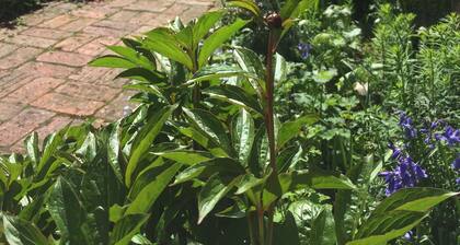 The Secret Cottage in the centre of historic Kimbolton village, Cambridgeshire