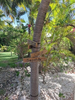 A tree with wooden signs pointing to 'Coco' and 'Sapolille.'