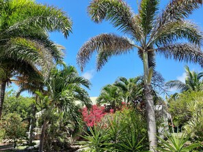 A tropical garden with palm trees and flowering plants.