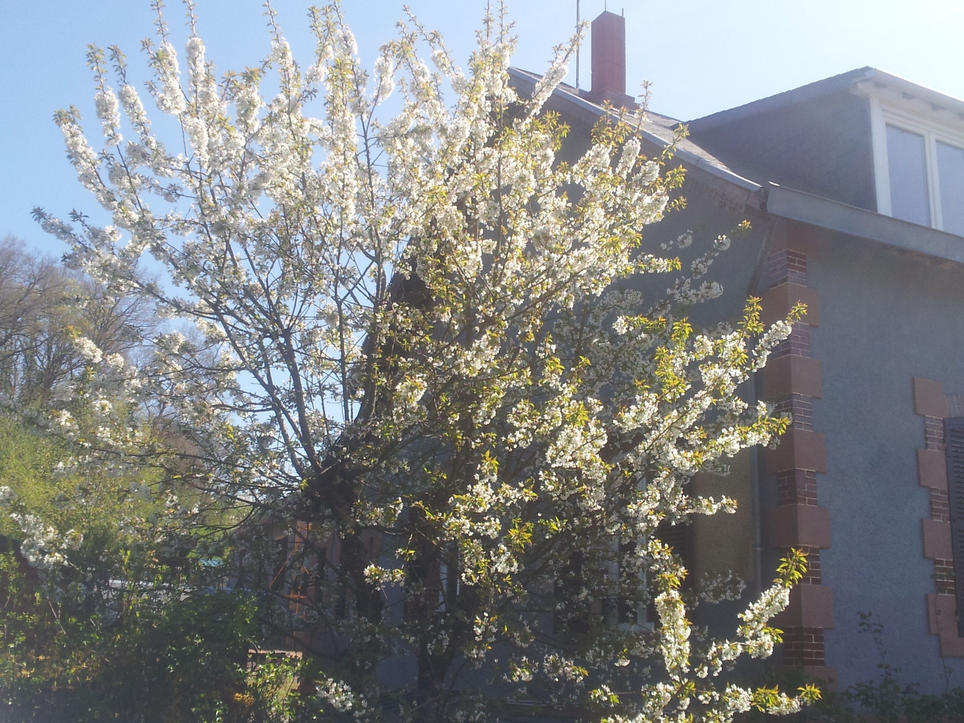 A building with a brick facade and a tree with white blossoms in front.