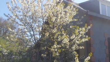 A building with a brick facade and a tree with white blossoms in front.