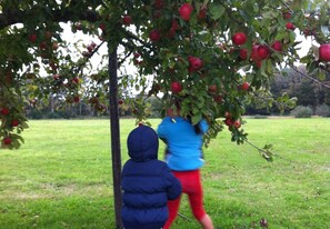 Two children reaching for apples on a tree in an orchard.