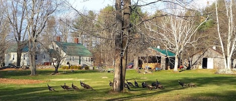 Property grounds