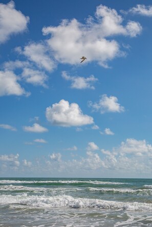 Experience the tranquility of the ocean, where waves gently lap the shore and seagulls soar overhead.