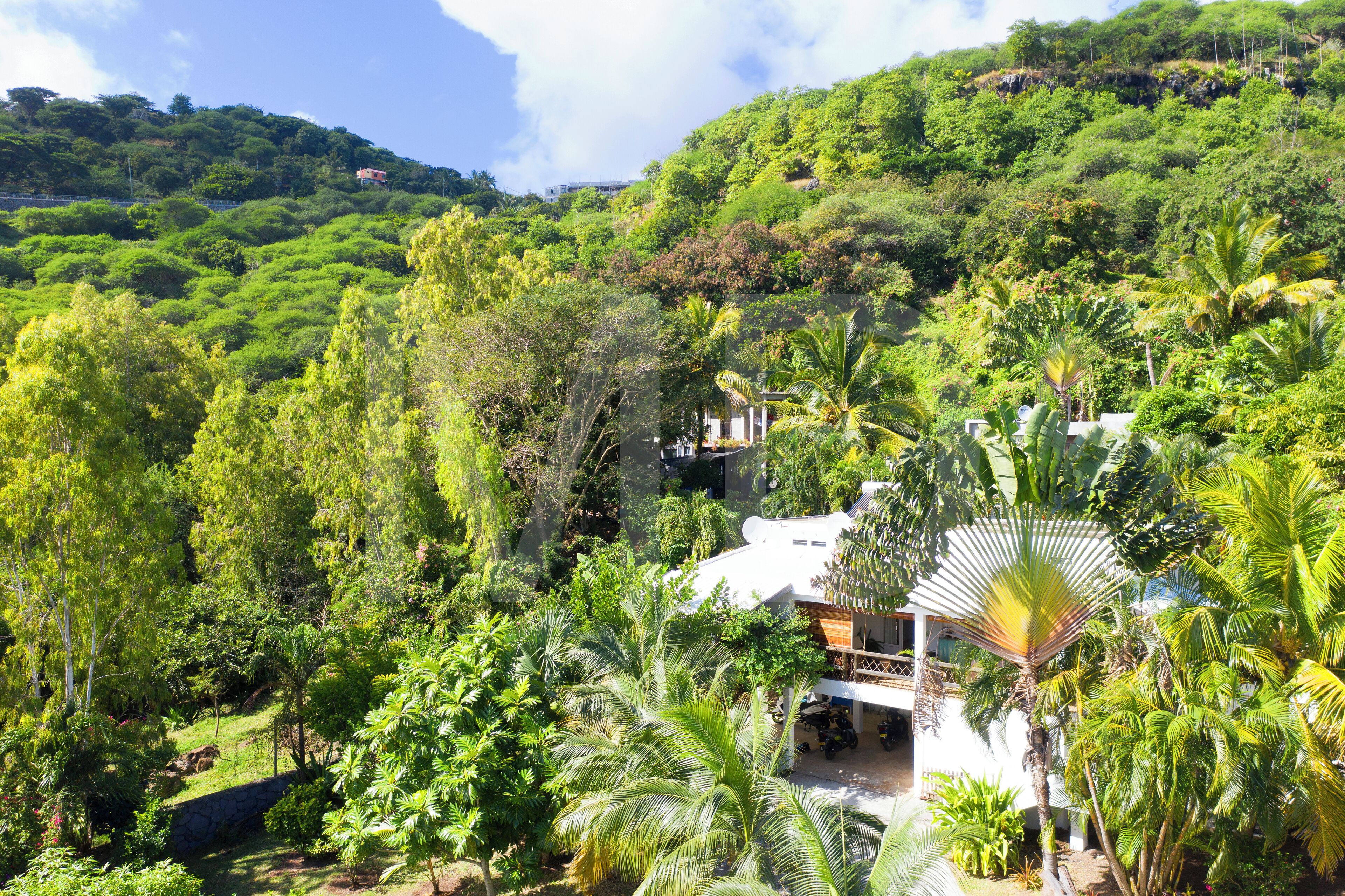 A lush, tropical setting with a white building surrounded by dense greenery and palm trees.