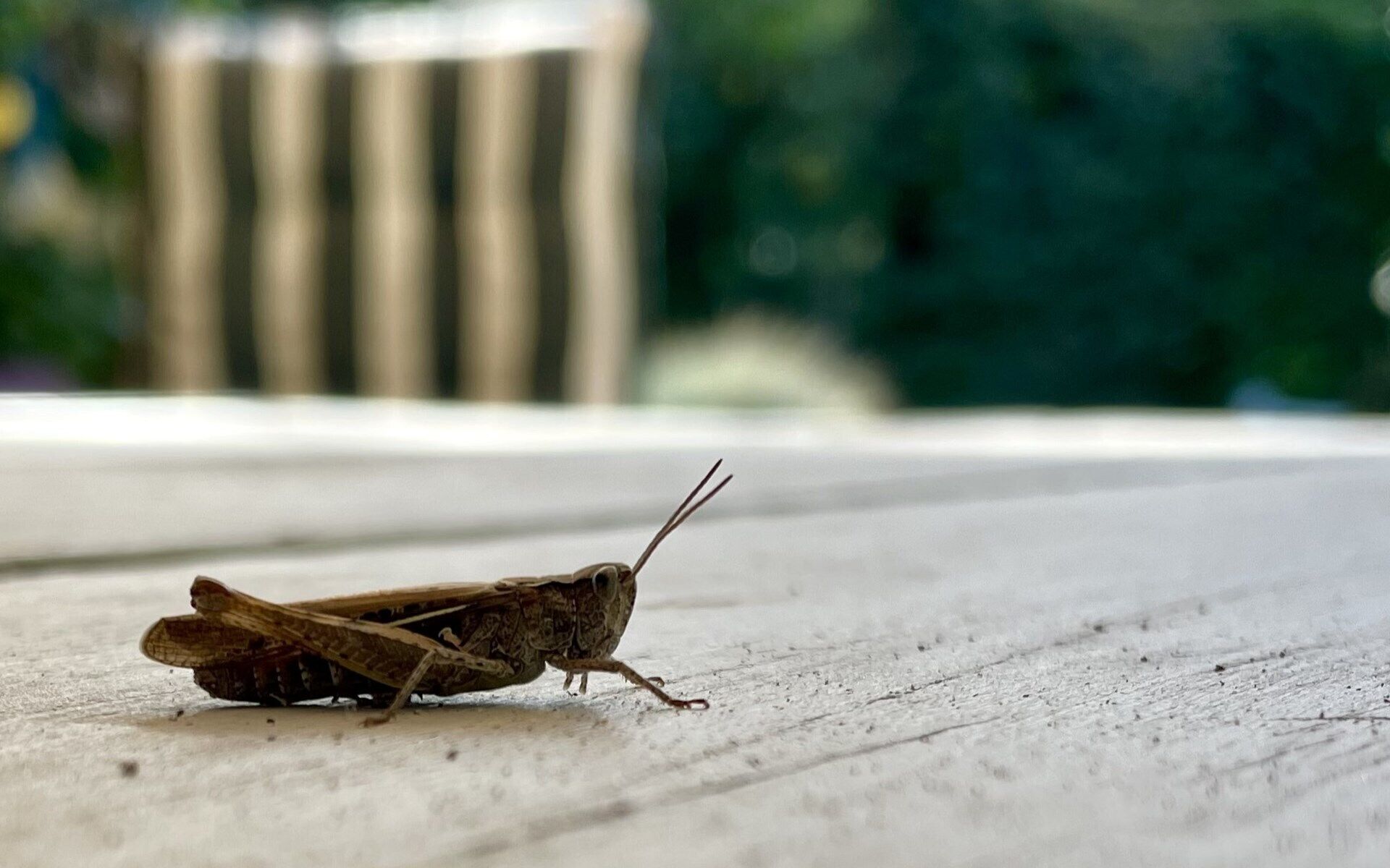 A grasshopper on a concrete surface.