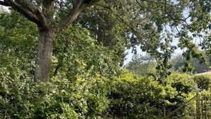 Un jardin luxuriant avec un grand arbre et une végétation dense.