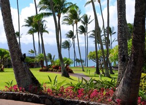 Property grounds - A/C OCEAN VIEW LUXURIOUS HAWAIIAN GEM  (Lahaina)