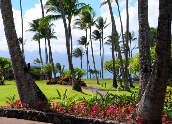 A tropical resort with palm trees, a well-maintained lawn, and a view of the ocean.