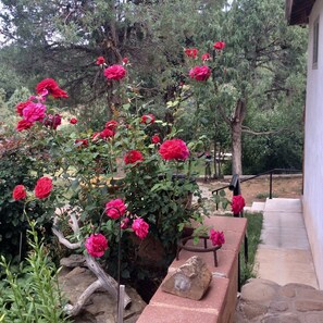 Property grounds - Mountain Cabin Retreat FAST WiFi, Ski Sipapu,Hike, Hunt,Fish,Art, Taos, Santa Fe (Chamisal)