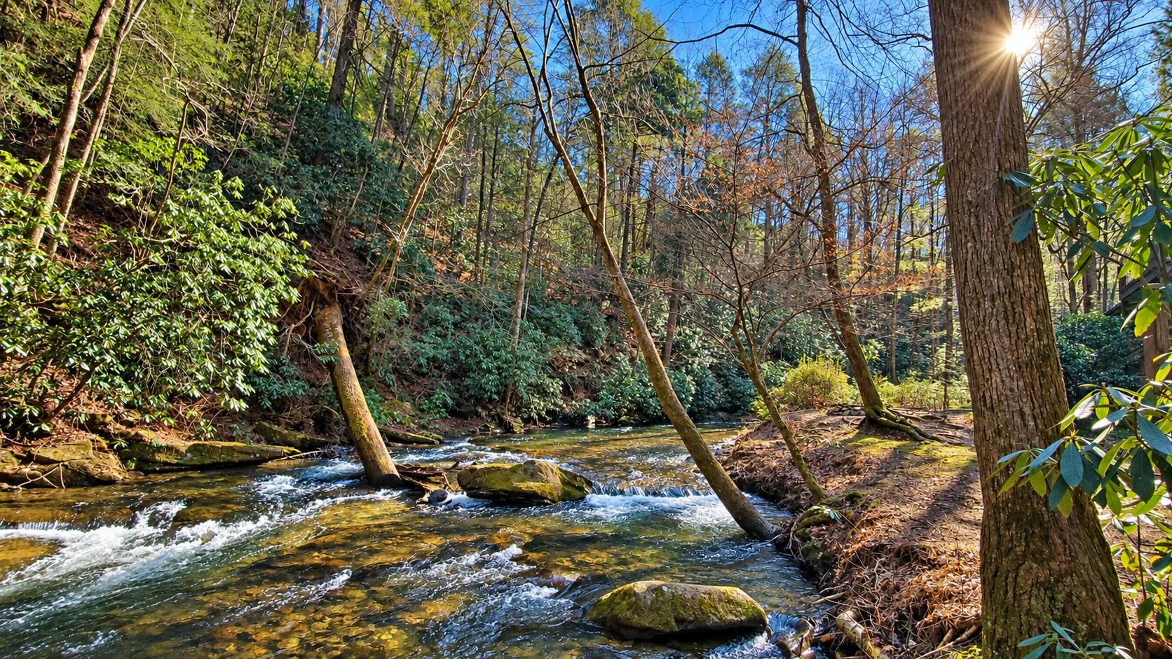 A forest stream with rocks and trees.