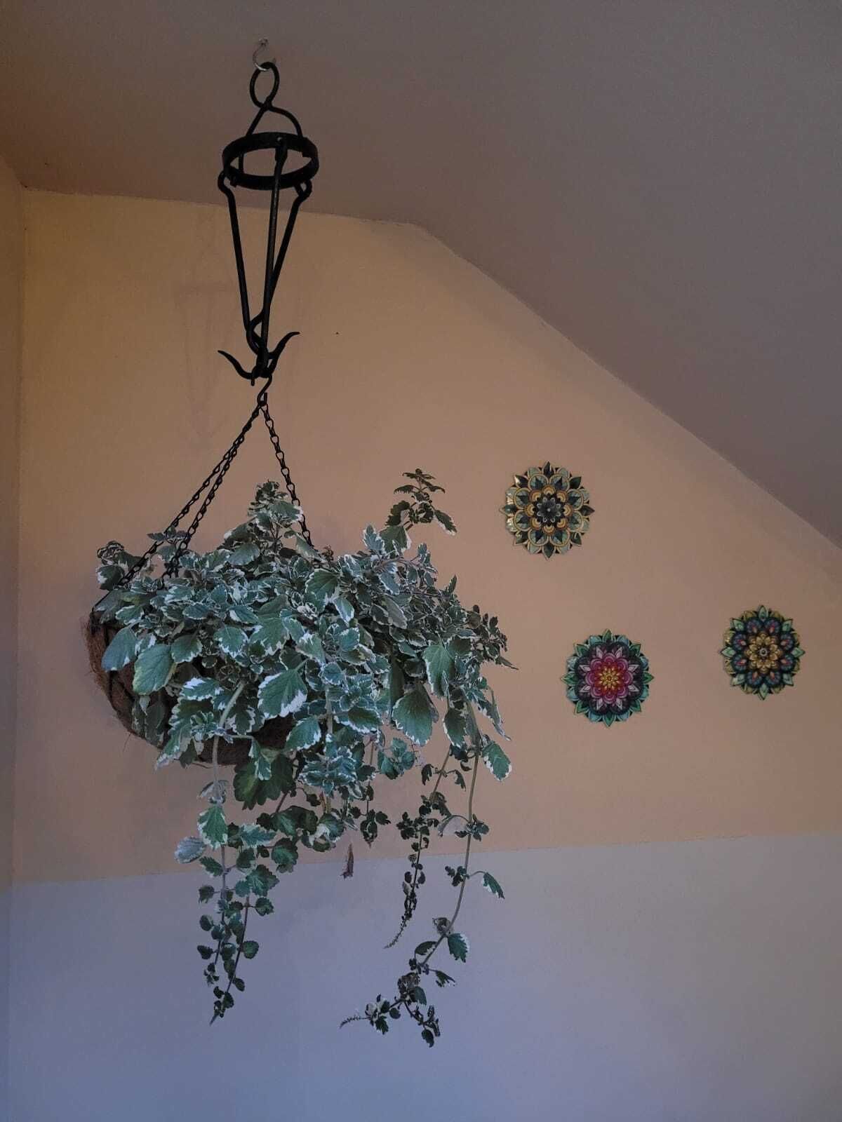 A hanging plant with a metal light fixture above it, and three decorative wall plates below.
