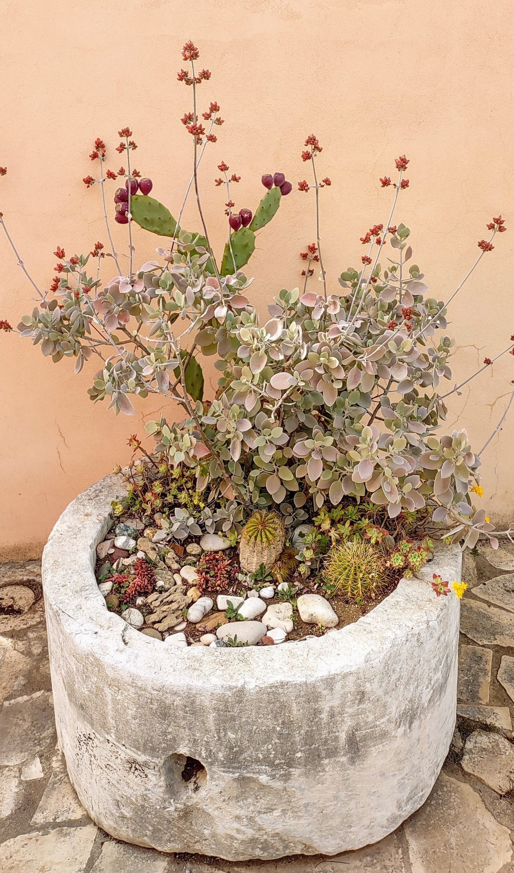 A concrete planter with a variety of succulents and cacti, including a prominent cactus with red flowers, set against a plain wall.