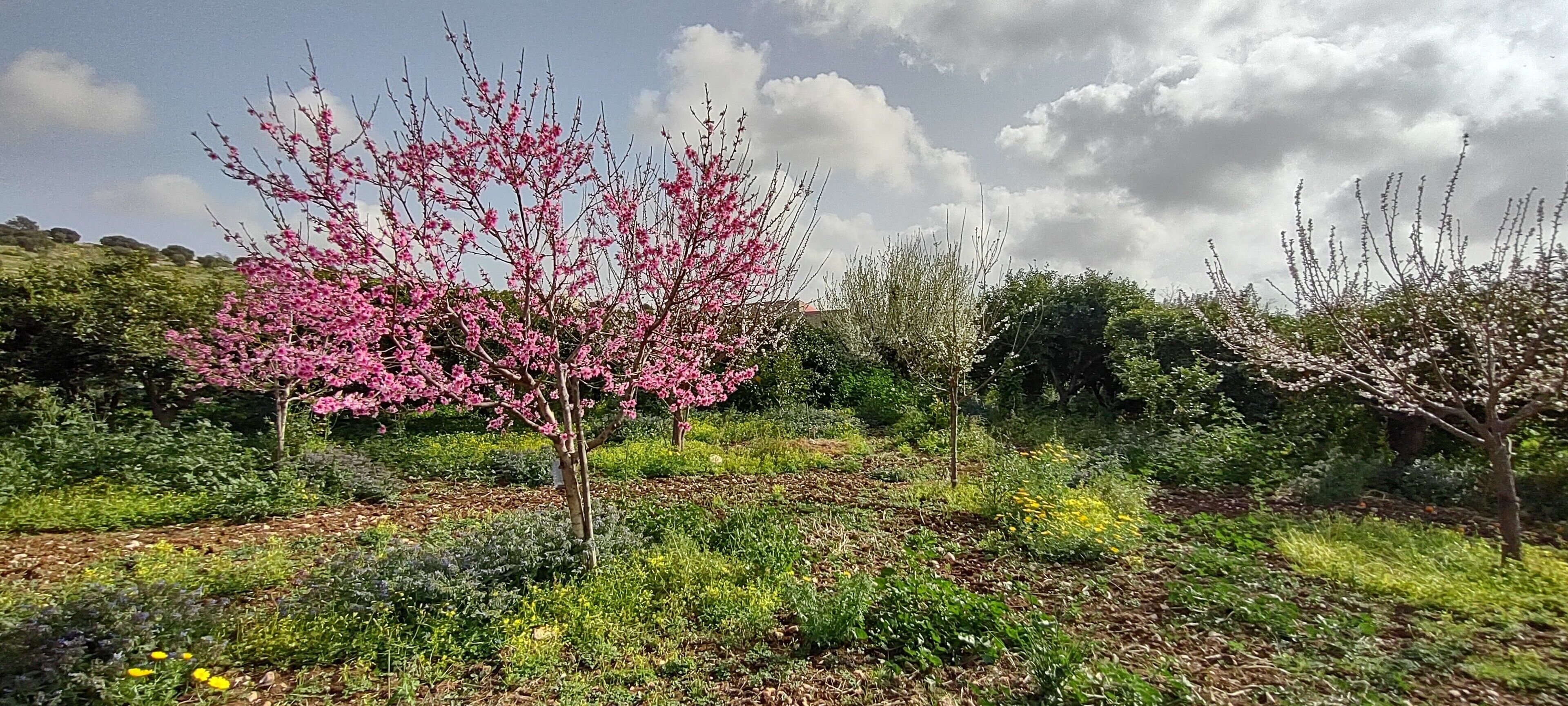 A garden with flowering trees and a variety of plants.