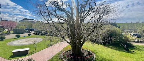 Ett stort träd i en park, med en rund gångbana av tegelstenar och en bänk.