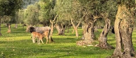 A pastoral landscape with olive trees and a cow grazing.