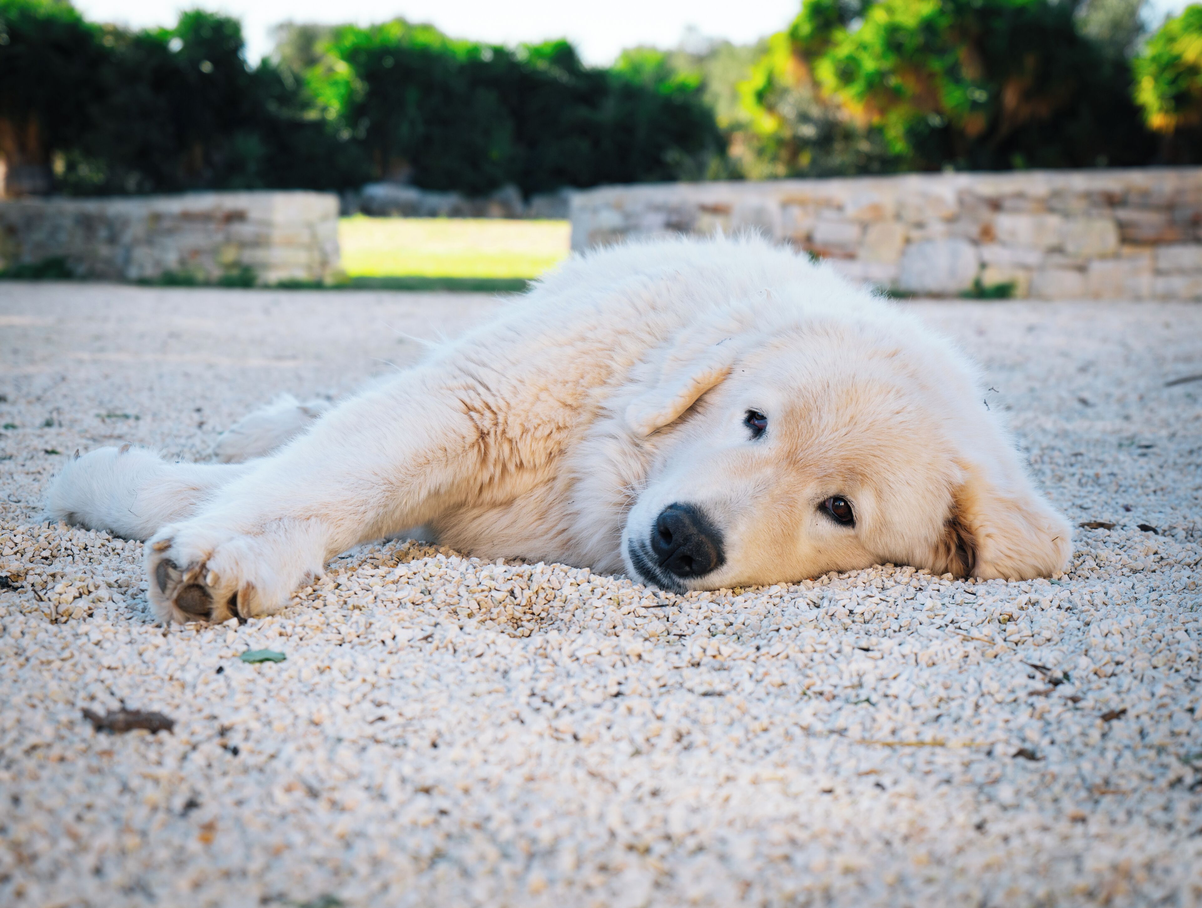A dog lying on a gravel surface.