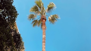 A tall palm tree in a well-maintained garden area with a clear sky. - Sol Palmeras Beach - Family Hotel (Sousse)