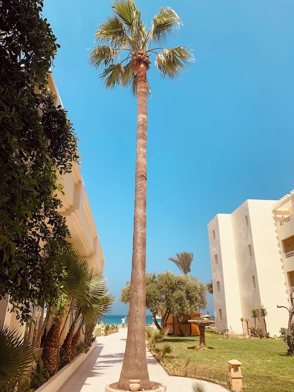 A tall palm tree in a well-maintained garden area with a clear sky.