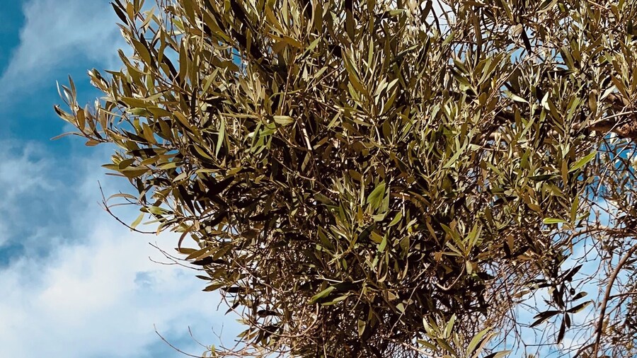 Sol Palmeras Beach - Family Hotel