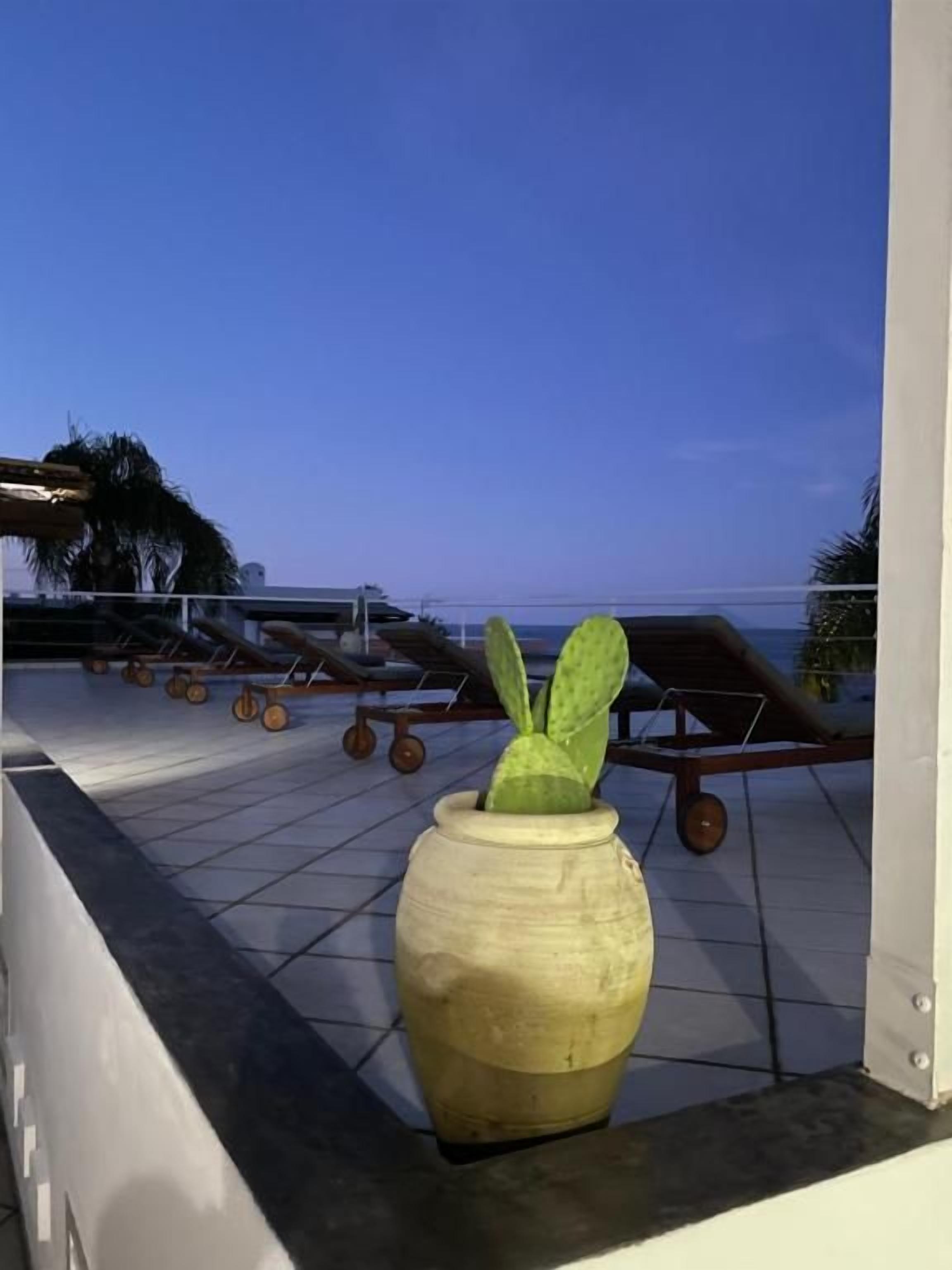 A potted plant on a balcony with a clear view of the sky.