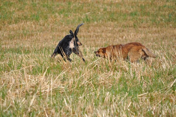 A field with two dogs, one black and white, the other brown, in a natural setting.