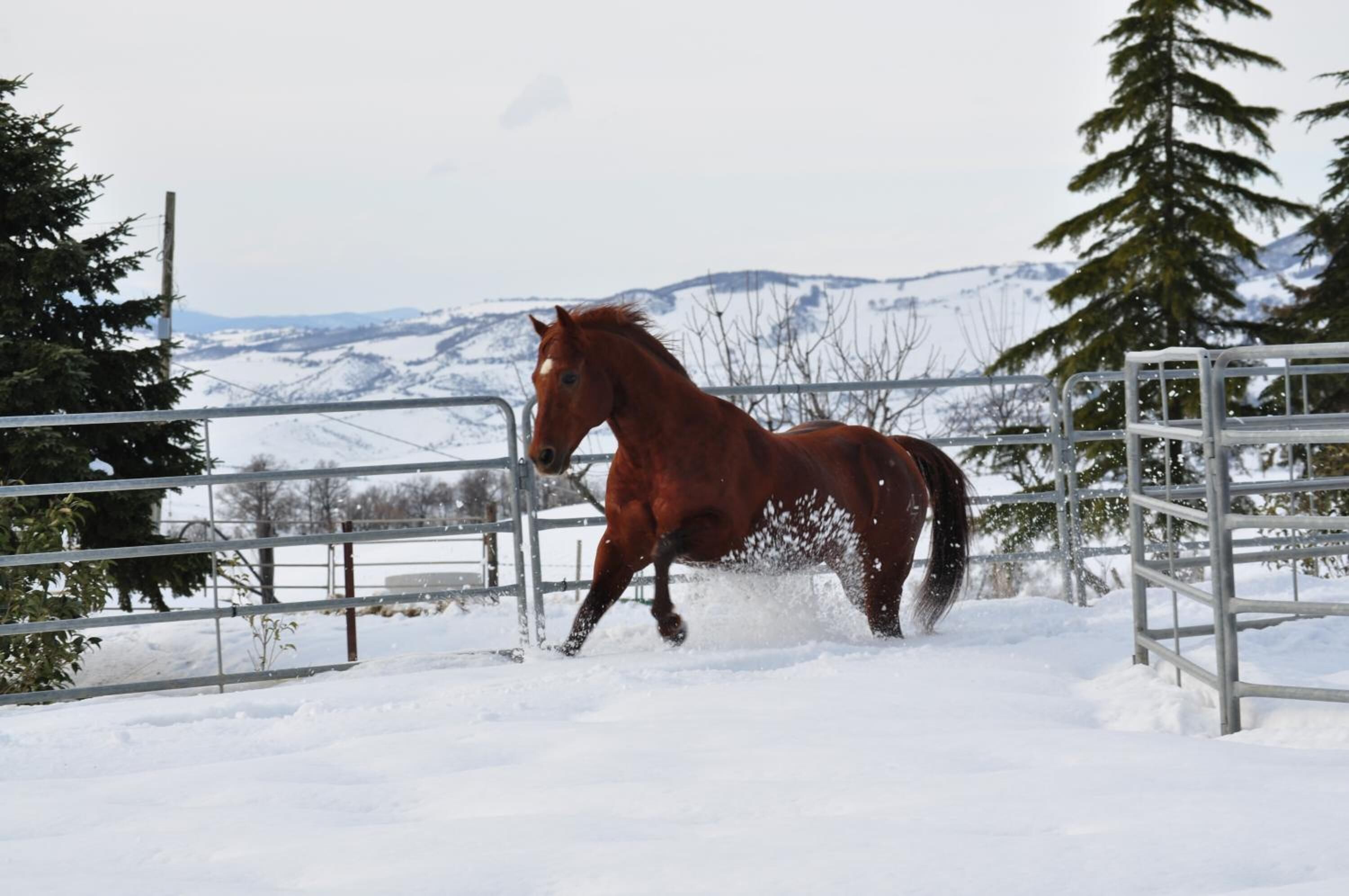 A horse running through a metal gate in a snowy landscape with mountains in the background.