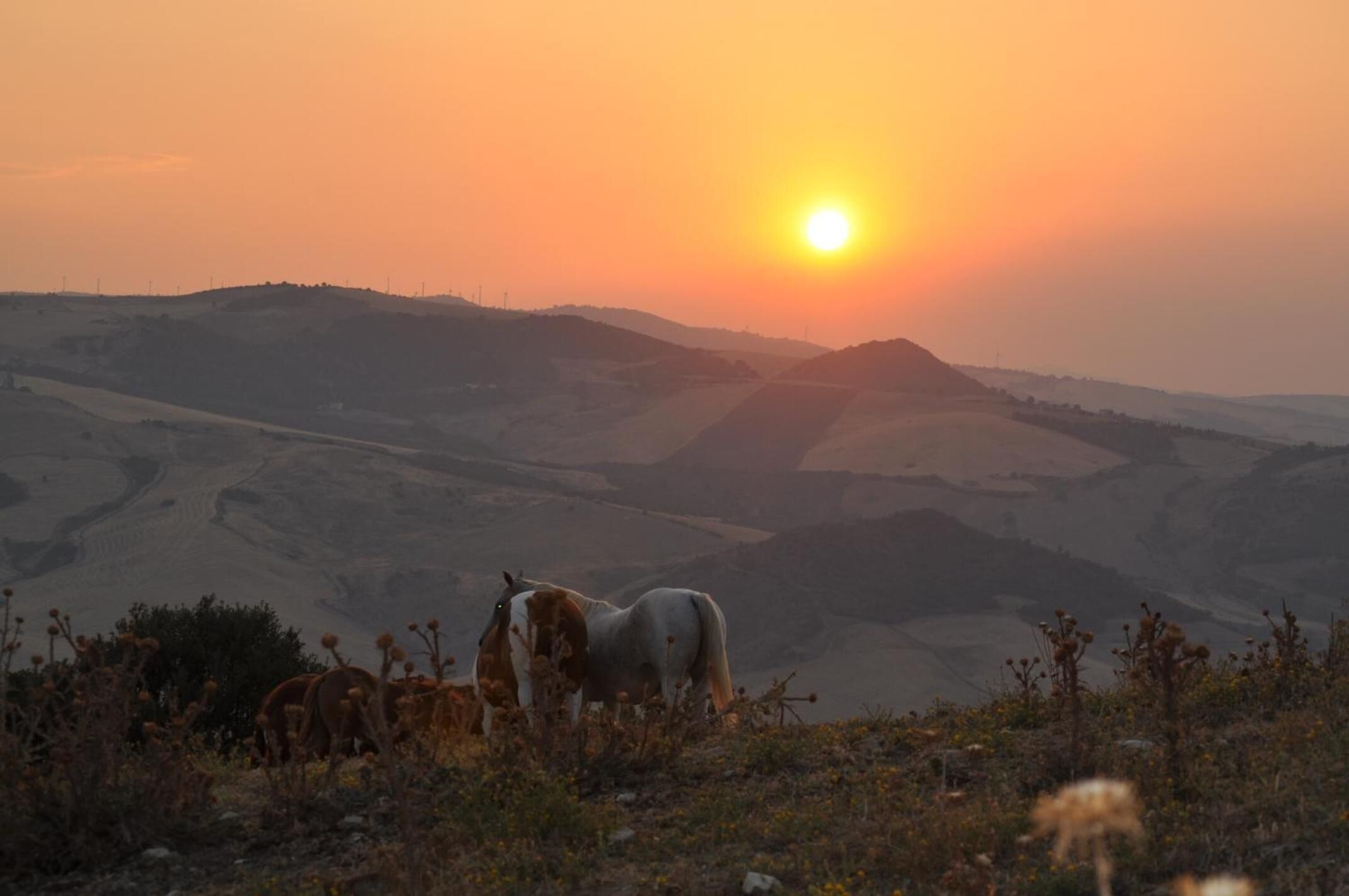 منوع
