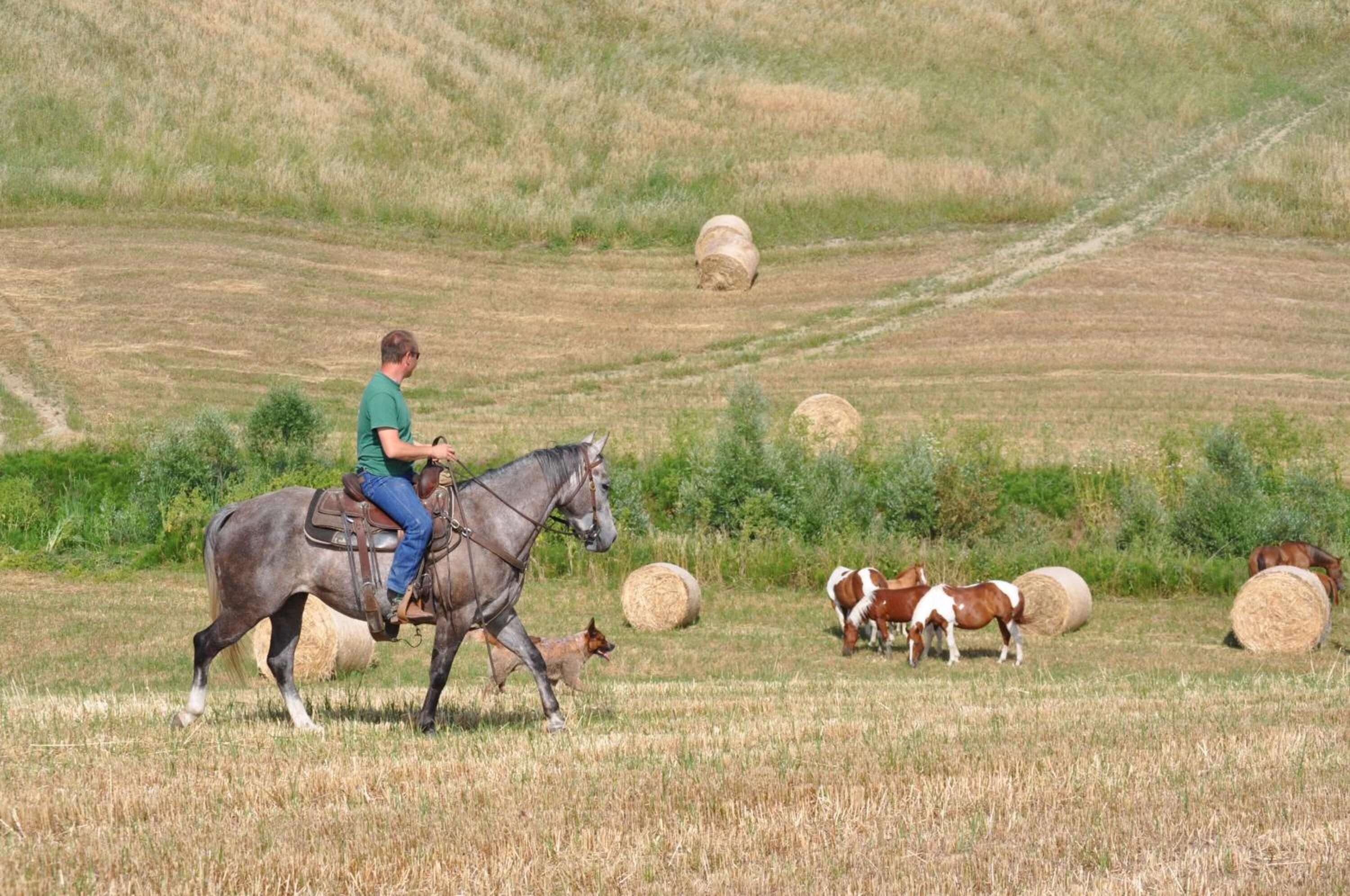 Uma pessoa cavalgando um cavalo em um campo com fardos de feno.