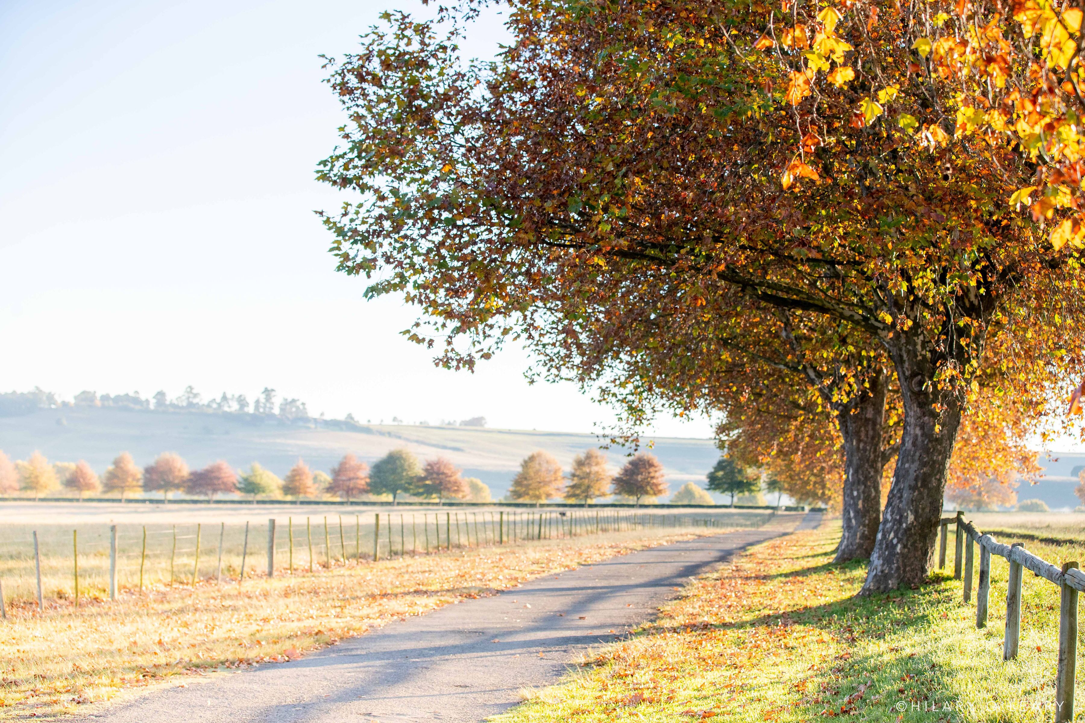 A rural road with a tree-lined path, a fence, and open fields in the distance.